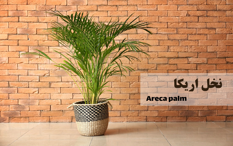 گیاه آپارتمانی اریکا